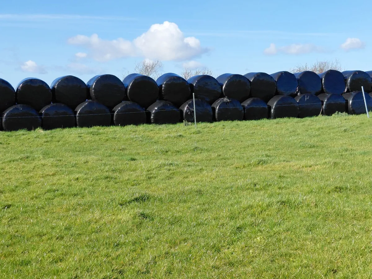 First Crop Quality Silage Bales - Image 4