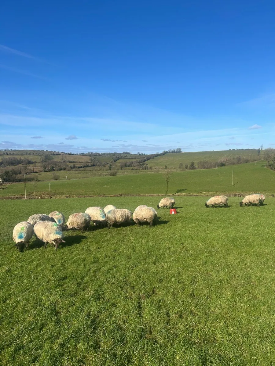 In Lamb Suffolk x ewes - Image 1