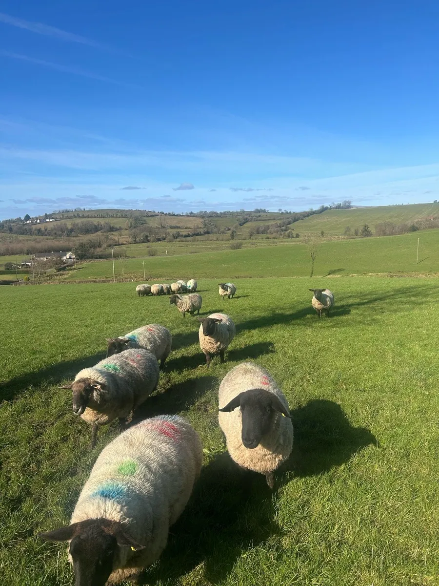 In Lamb Suffolk x ewes - Image 2