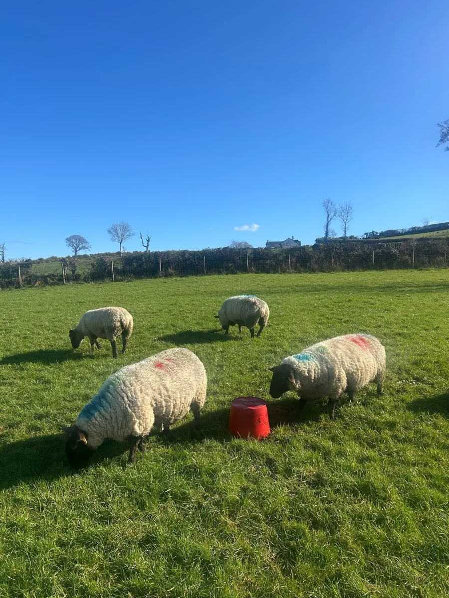 In Lamb Suffolk x ewes - Image 3