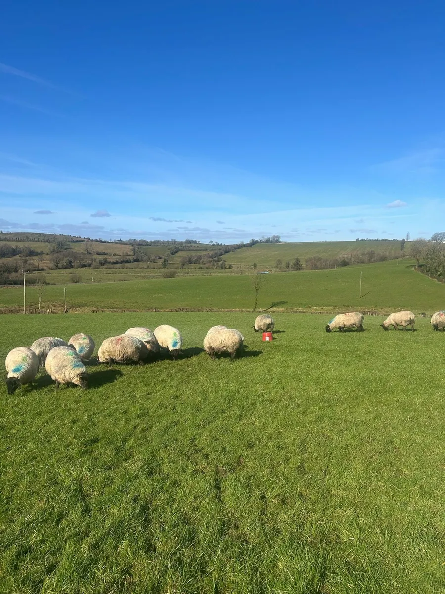 In Lamb Suffolk x ewes - Image 4