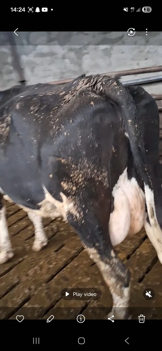 Young cows in milk - Image 1