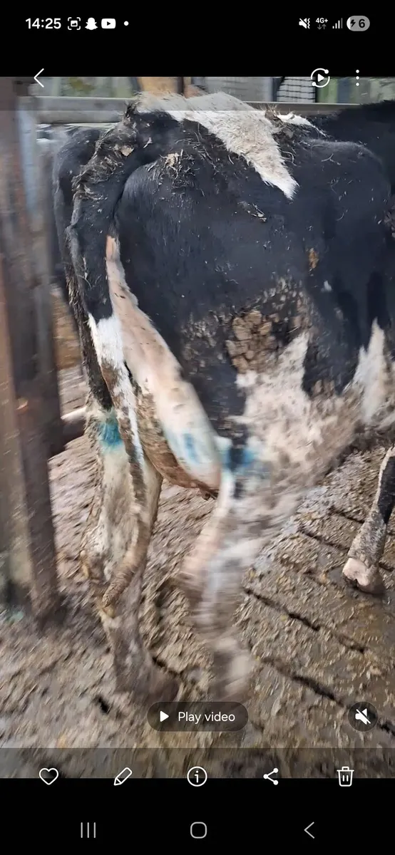 Young cows in milk - Image 2