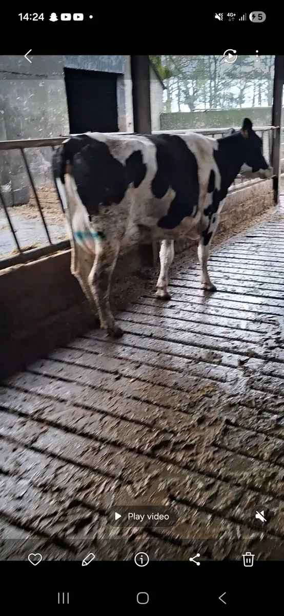 Young cows in milk - Image 4