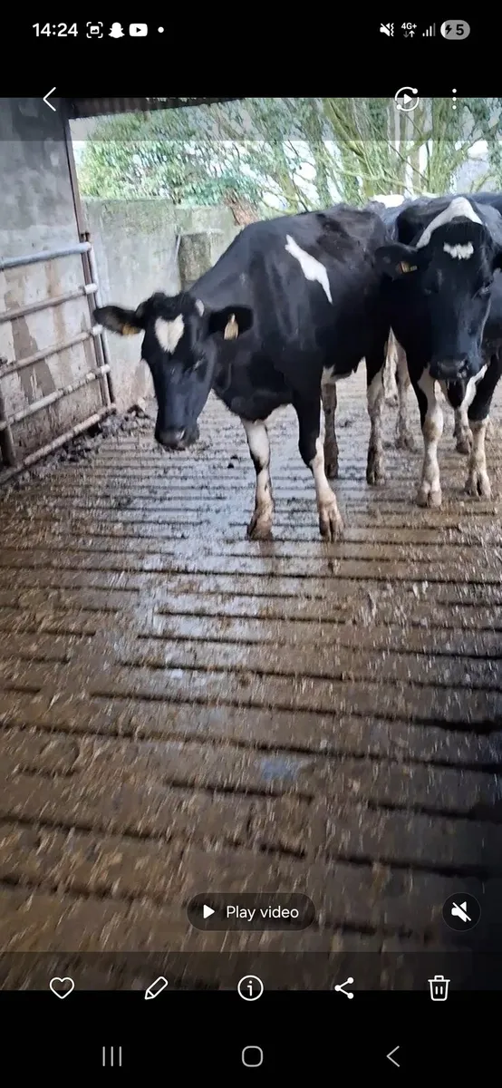 Young cows in milk - Image 3