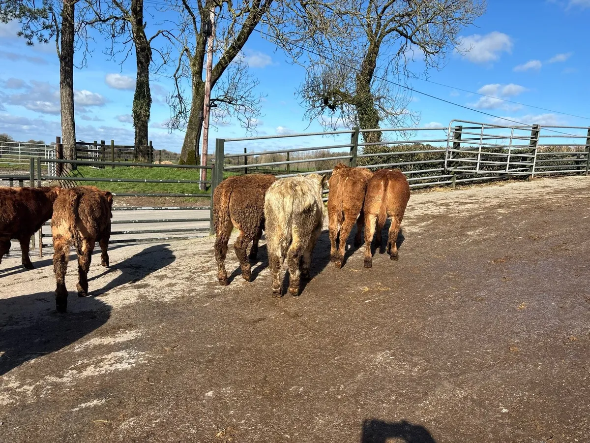 6 super suckler bred continental bulls - Image 1