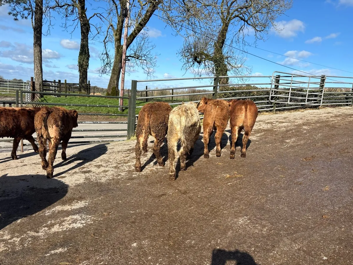6 super suckler bred continental bulls - Image 2