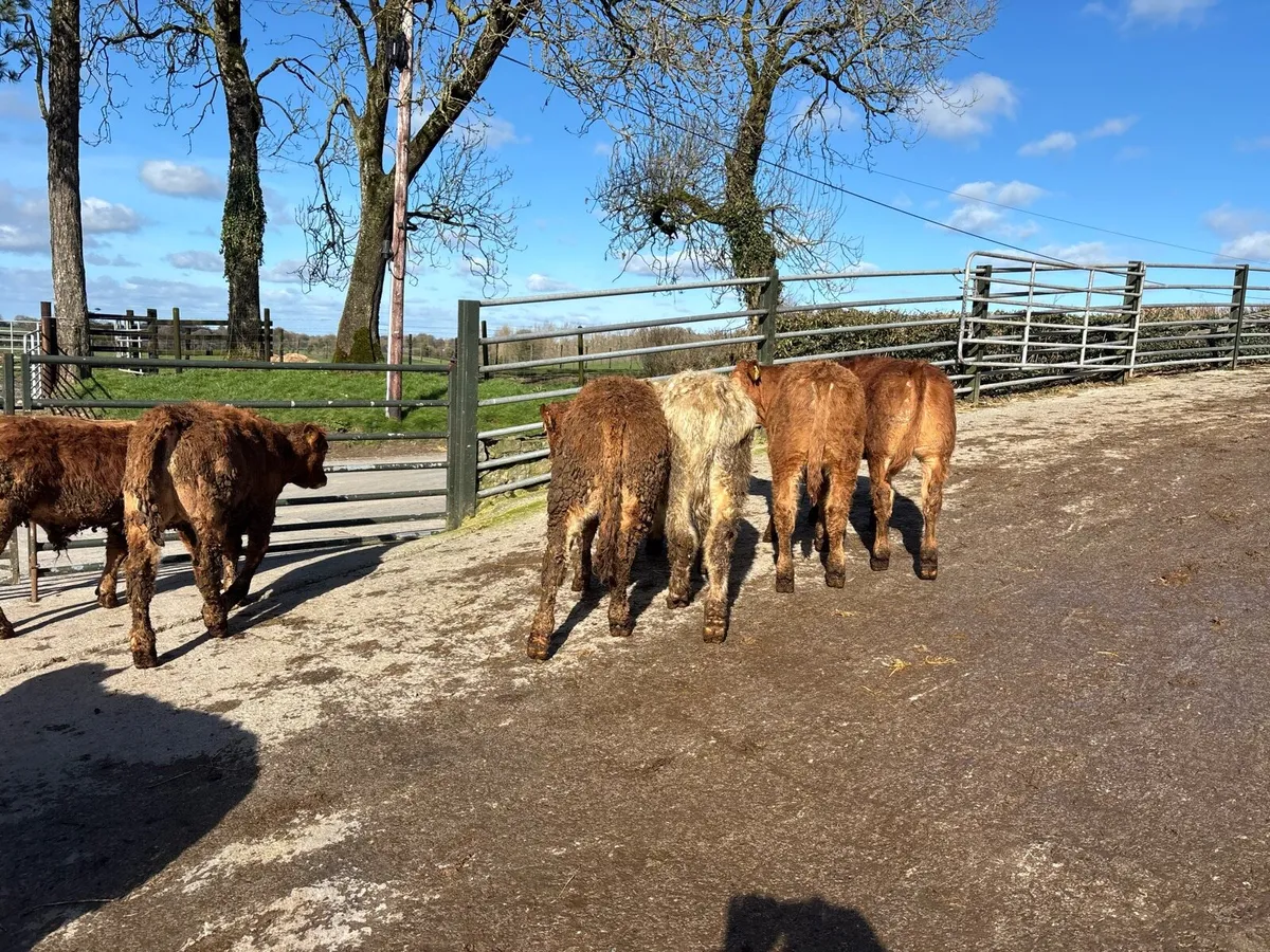 6 super suckler bred continental bulls - Image 3
