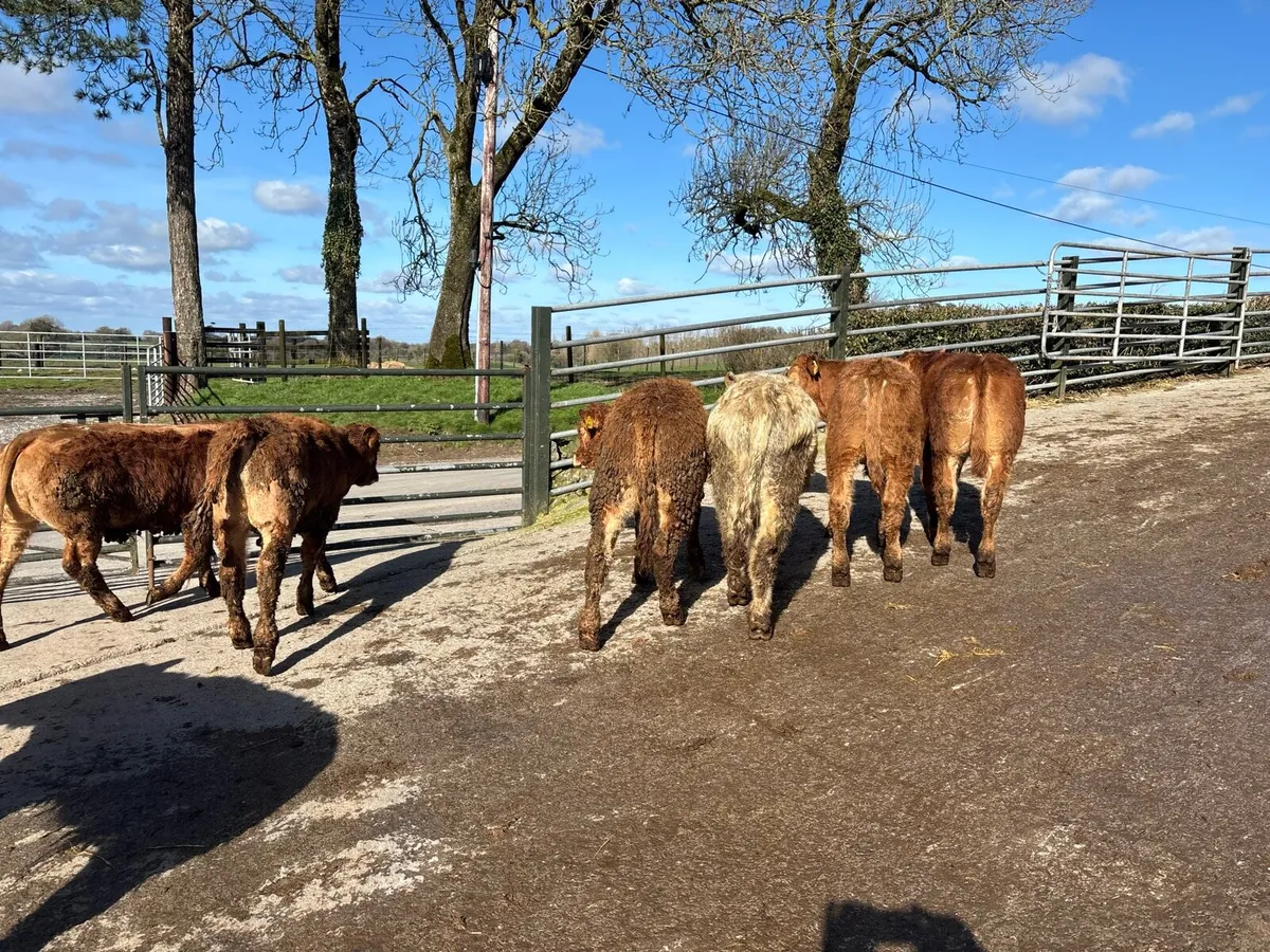 6 super suckler bred continental bulls - Image 4