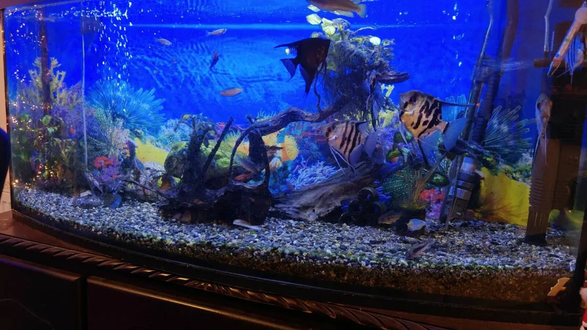 Fish tank cabinet and fish - Image 2