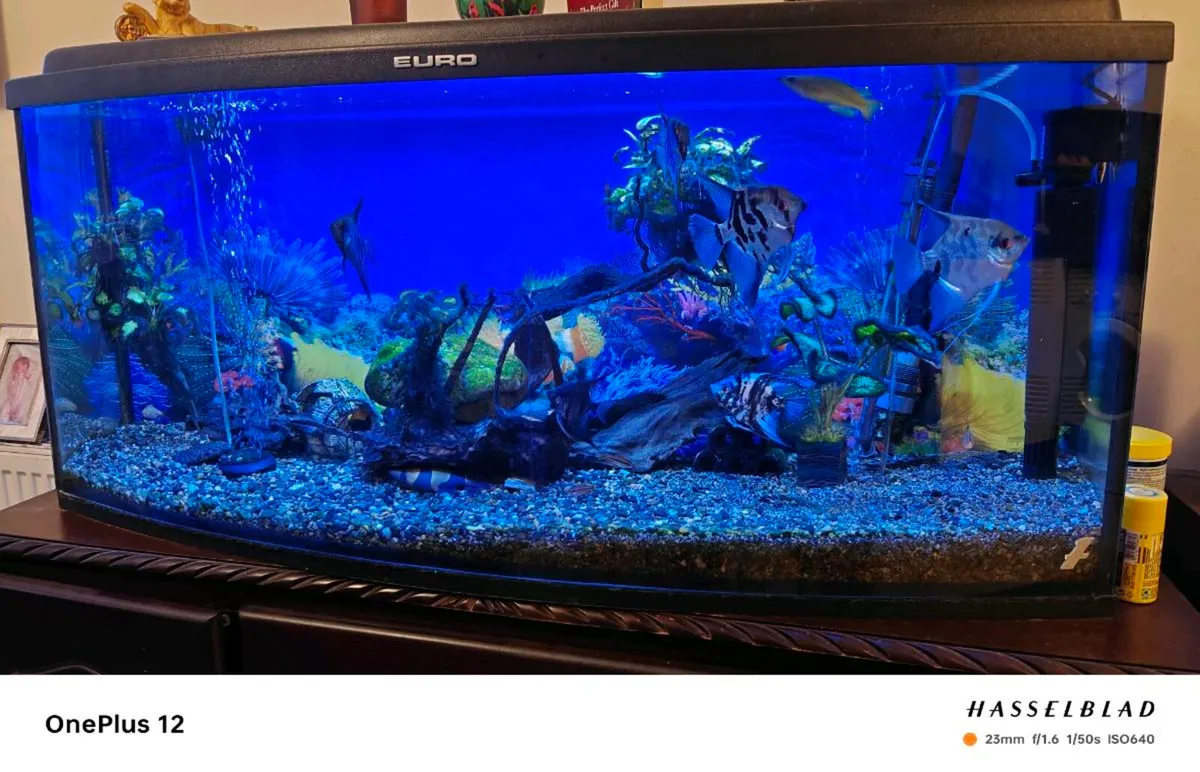 Fish tank cabinet and fish - Image 1