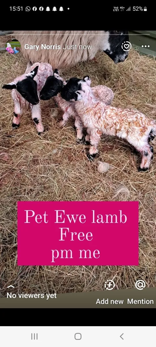 Foster/ Pet ewe lamb ( ON HOLD) - Image 1