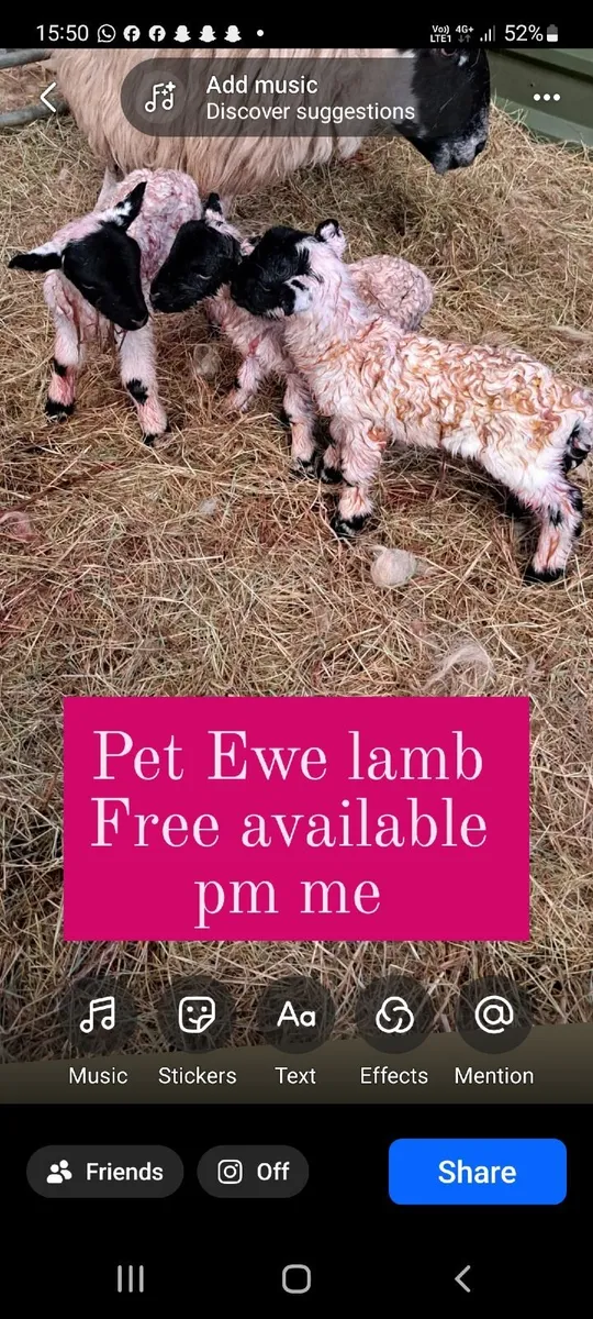 Foster/ Pet ewe lamb ( ON HOLD) - Image 2