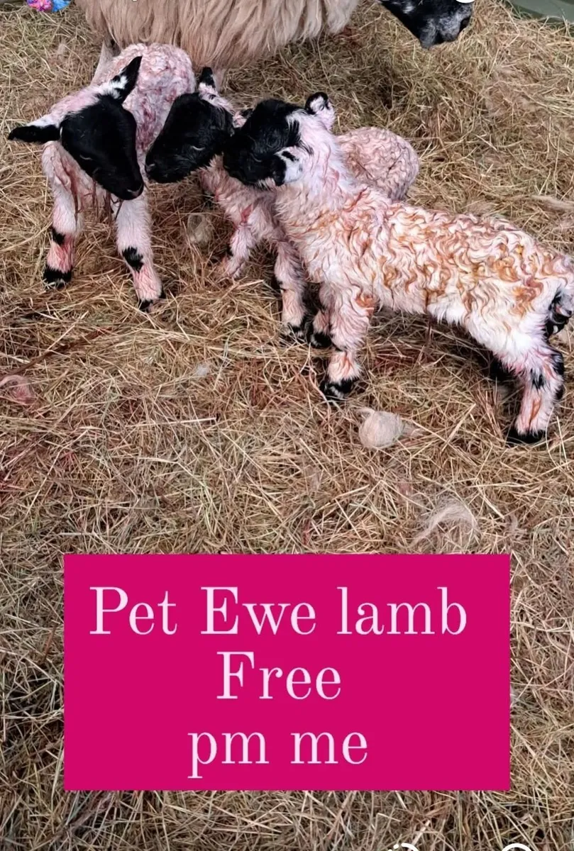 Foster/ Pet ewe lamb ( ON HOLD) - Image 3