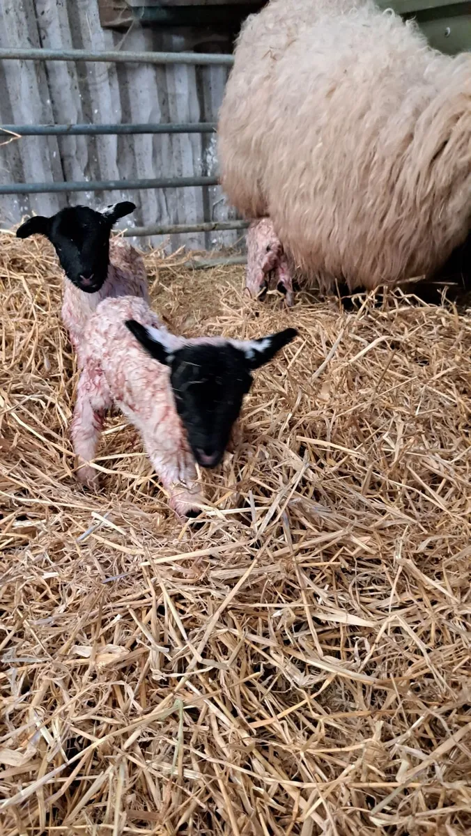 Foster/ Pet ewe lamb ( ON HOLD) - Image 4