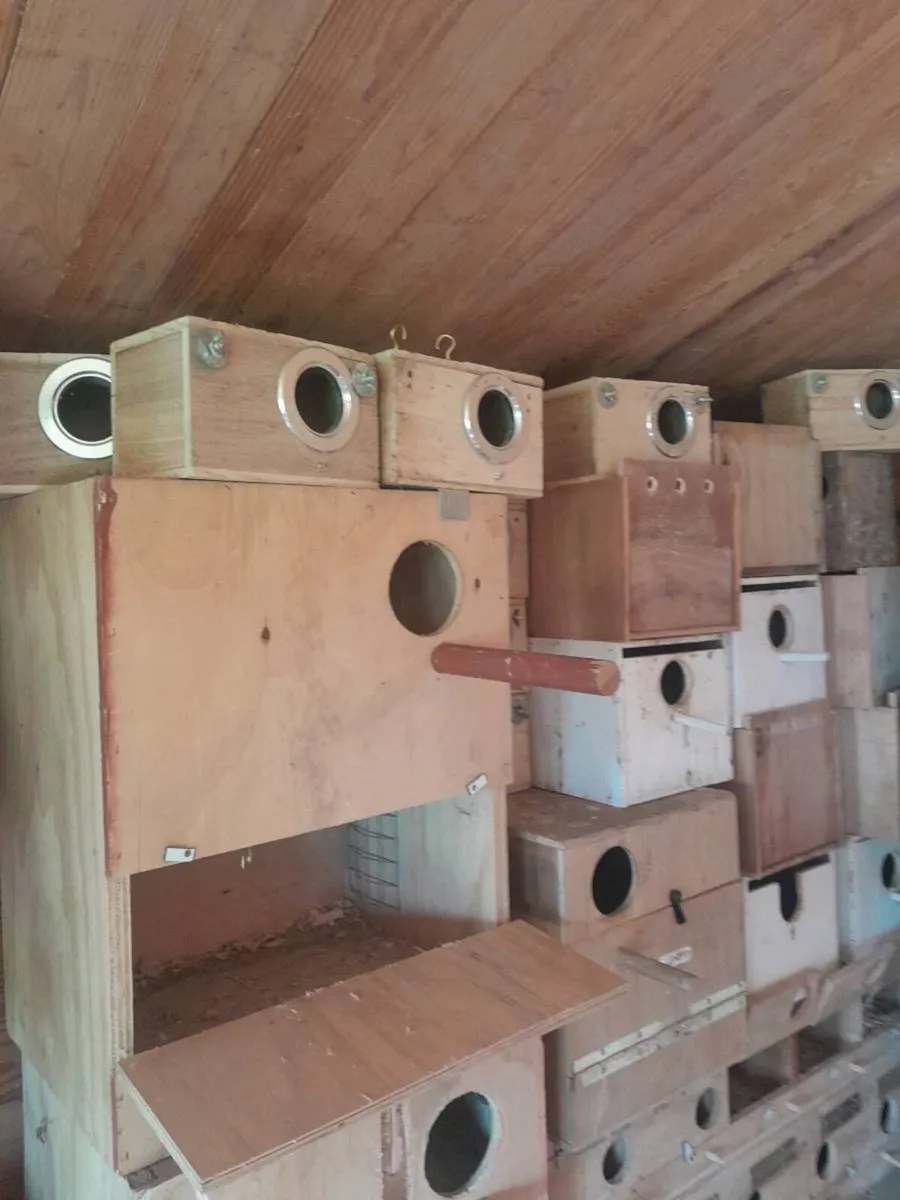 Parakeet Nestboxes - Image 2