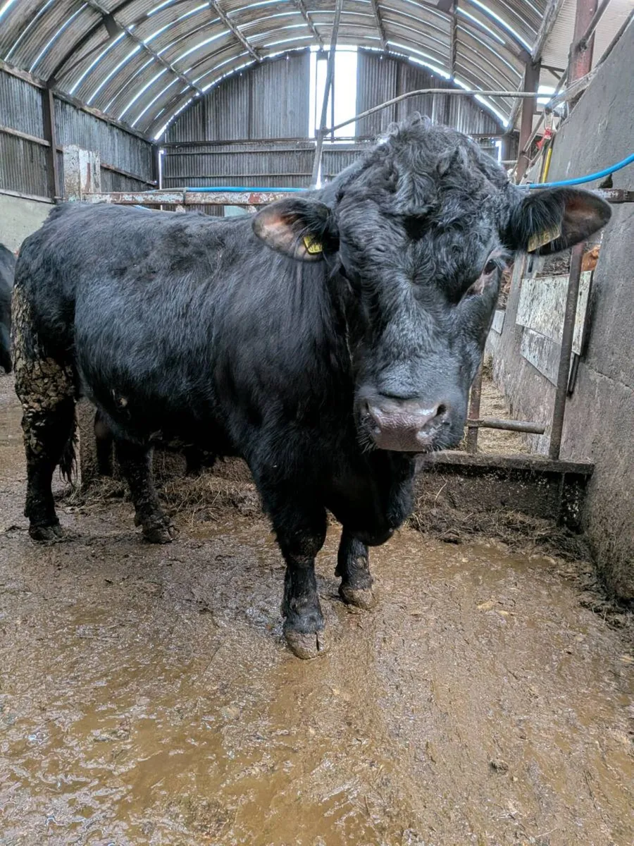 Breeding bull - Image 2