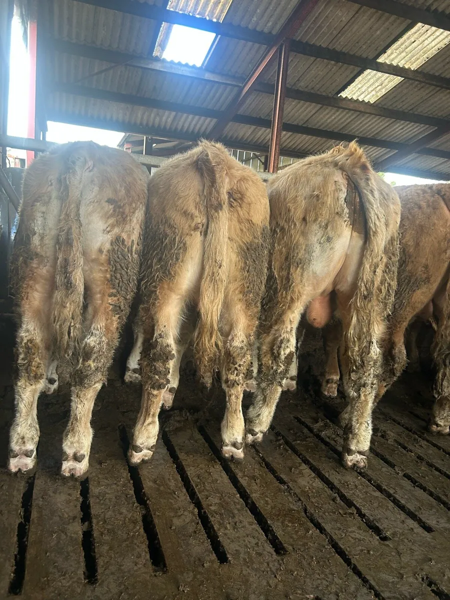 Super ch bull weanlings - Image 1