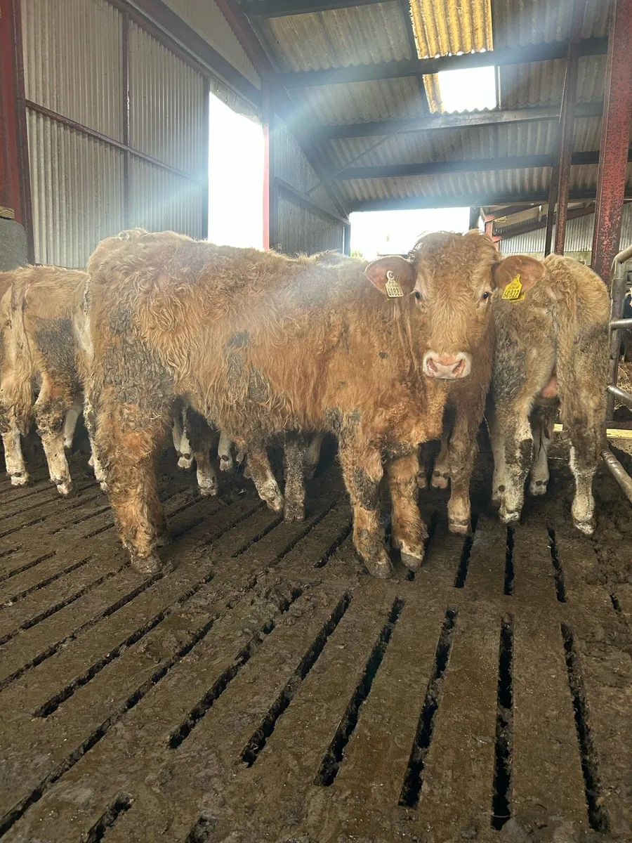 Super ch bull weanlings - Image 2