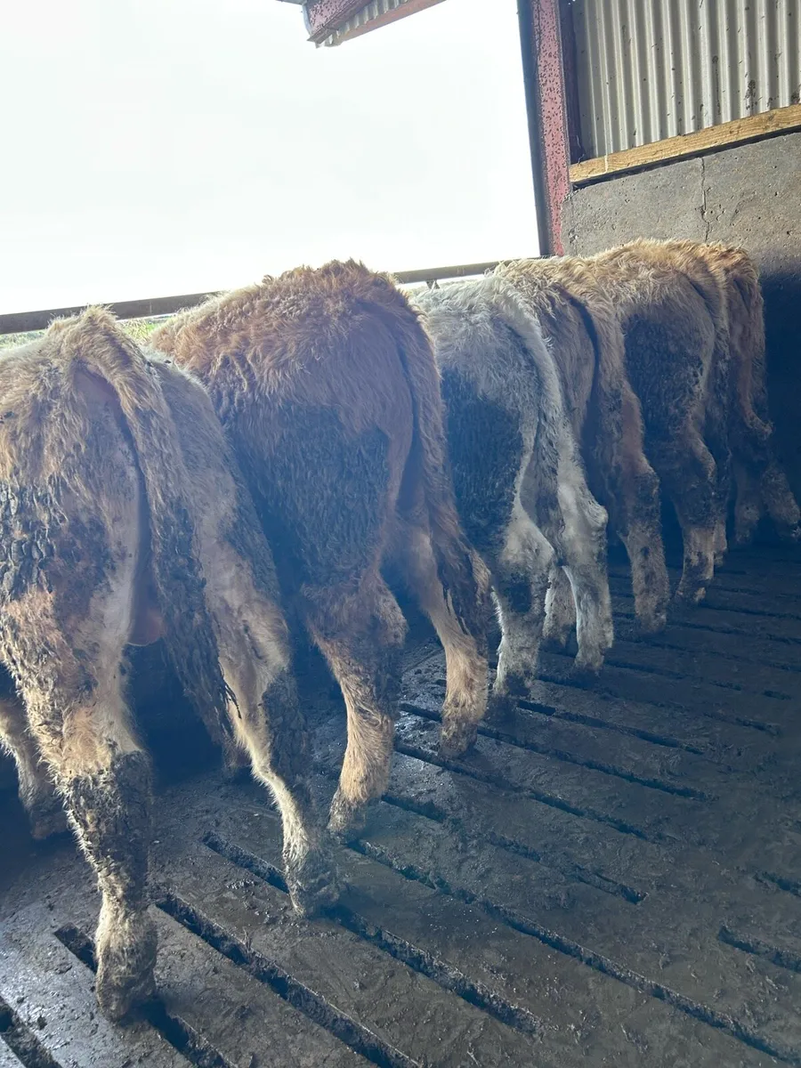 Super ch bull weanlings - Image 3