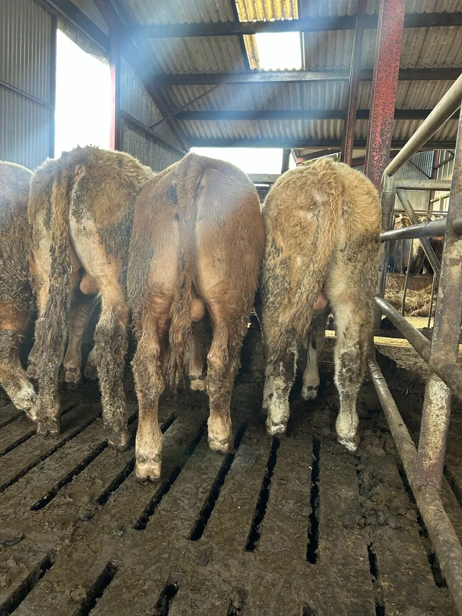 Super ch bull weanlings - Image 4