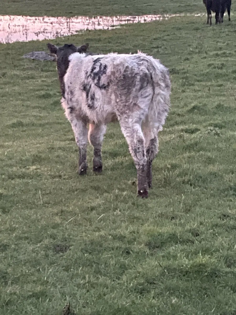 Cow and calf - Image 1