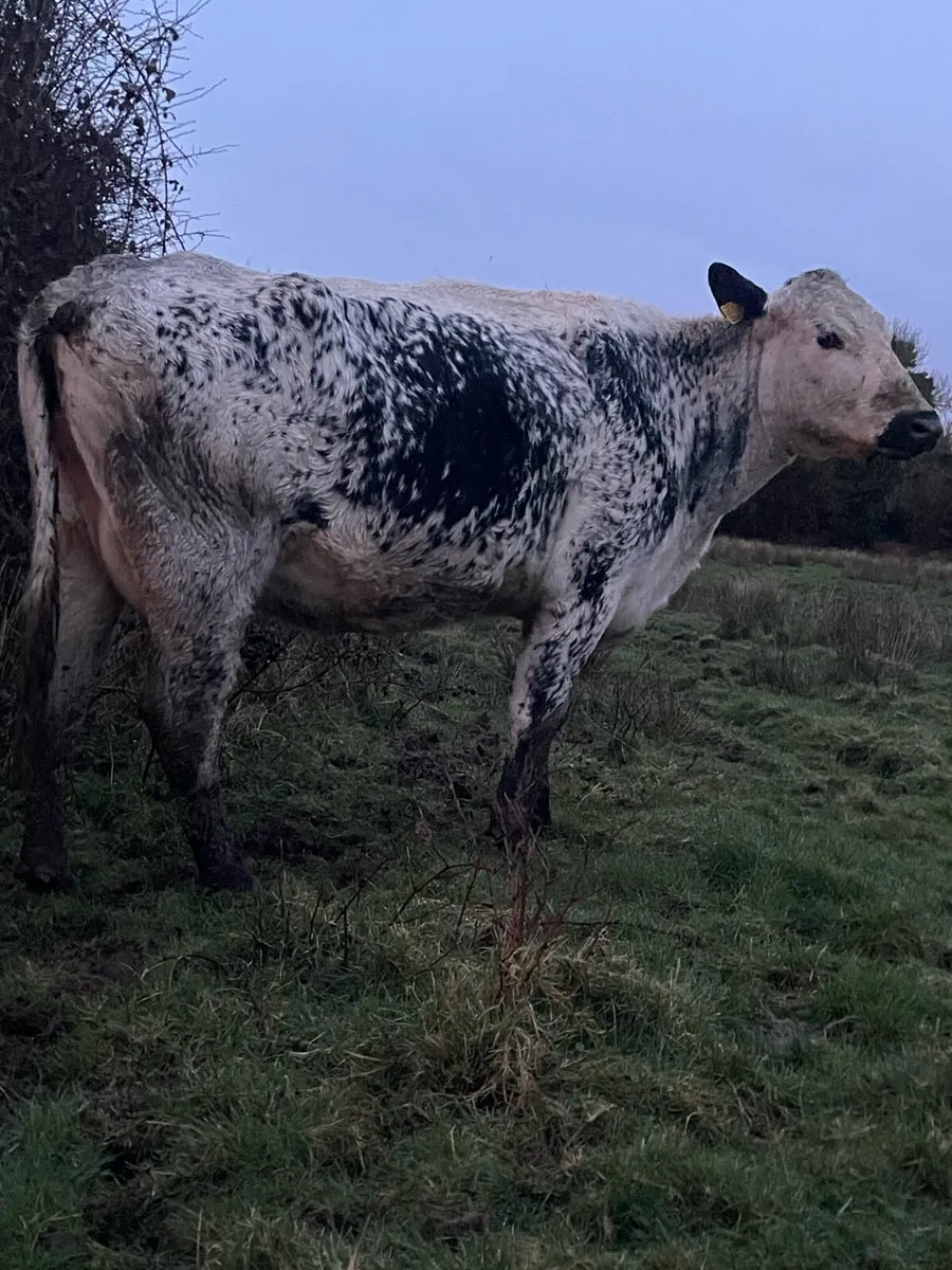 Cow and calf - Image 2