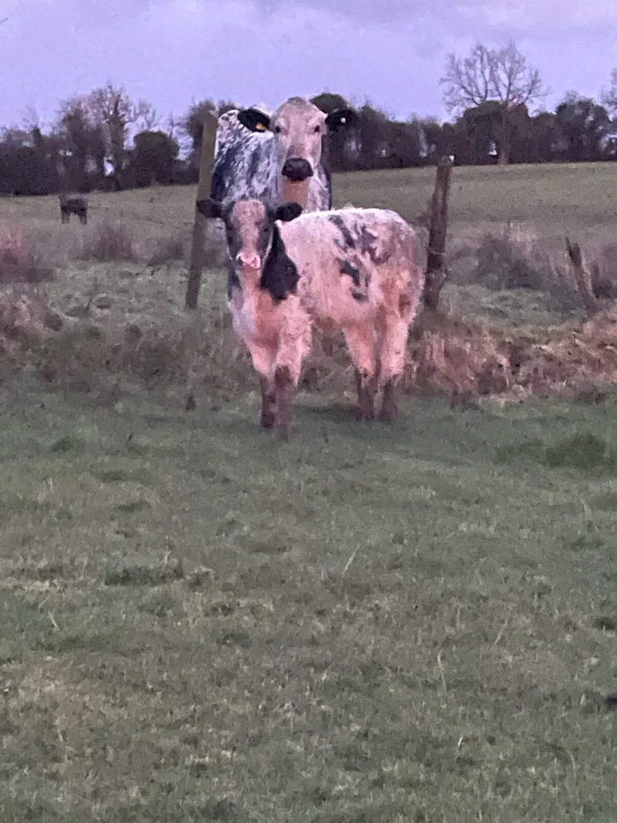 Cow and calf - Image 3