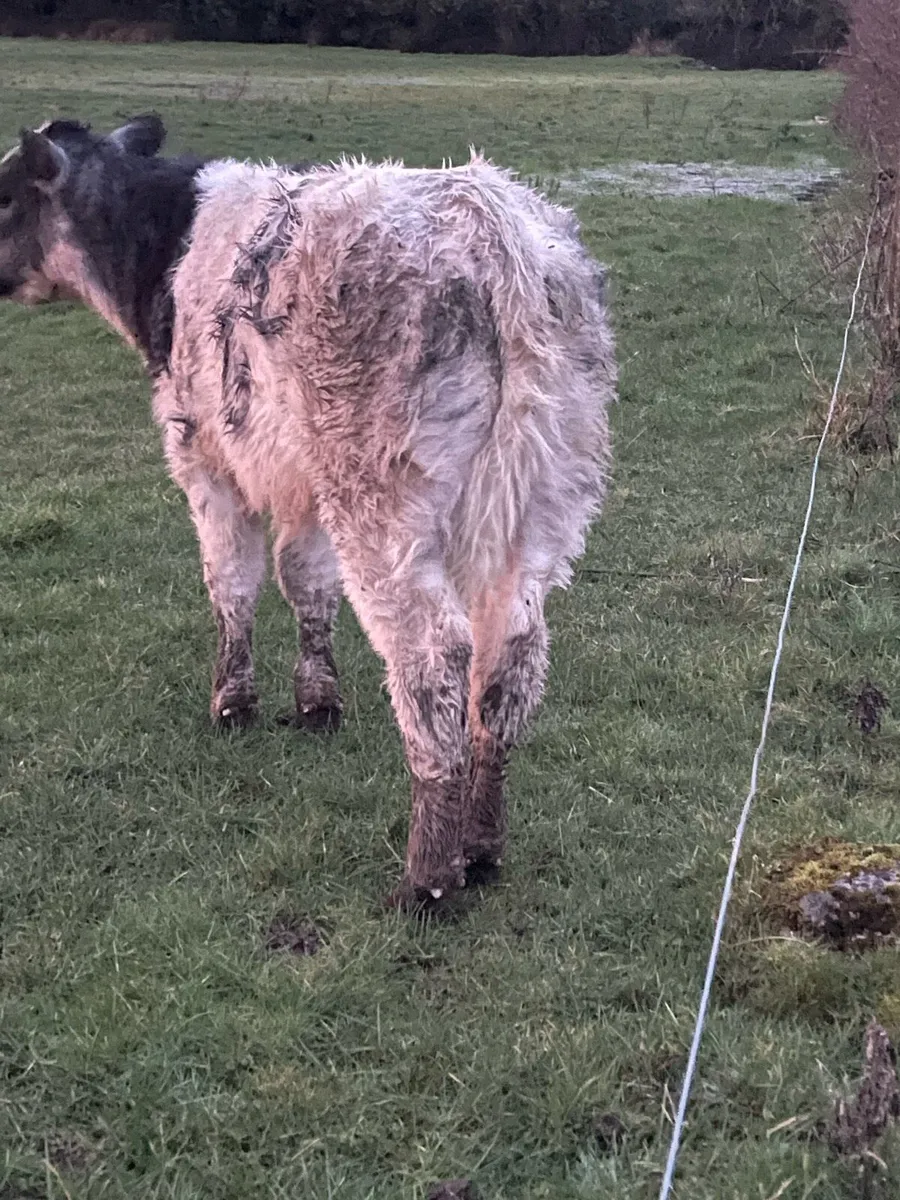 Cow and calf - Image 4