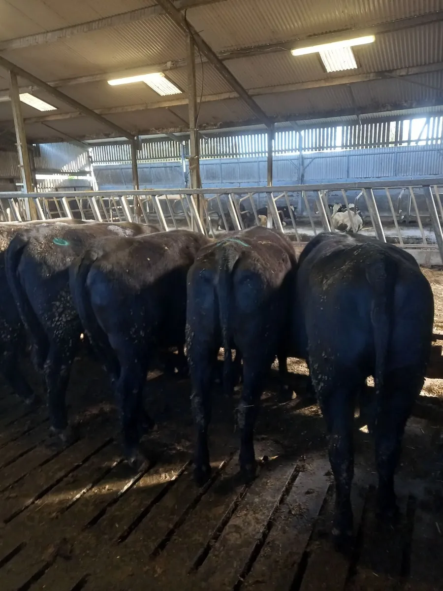 5 combred AAx heifers lot 168 B,C,D Athenry mart T - Image 2