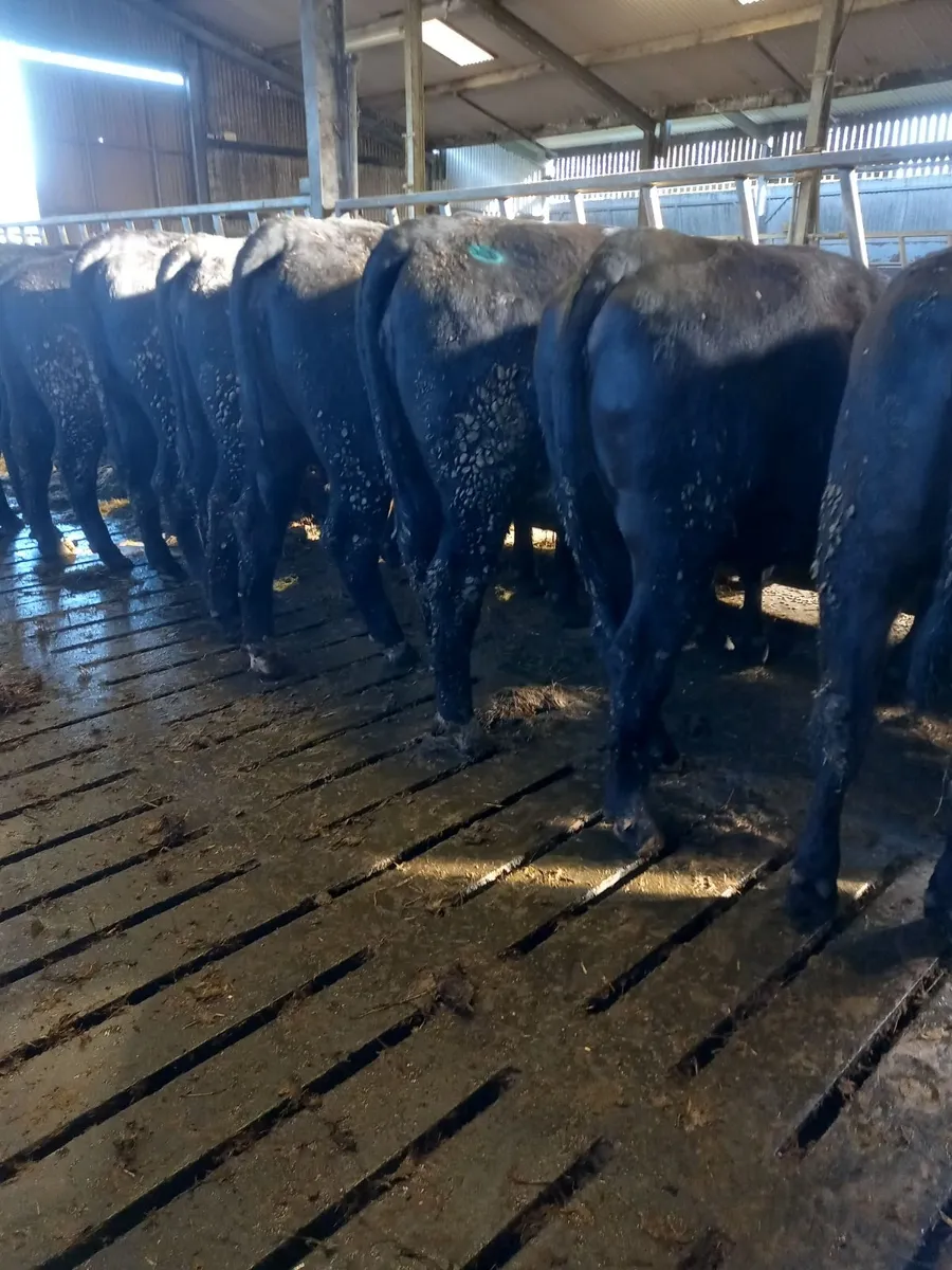 5 combred AAx heifers lot 168 B,C,D Athenry mart T - Image 3