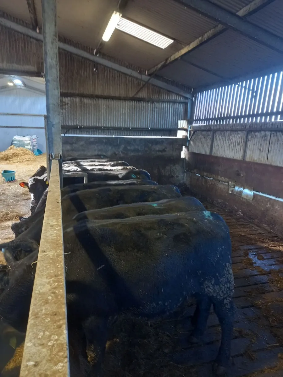 5 combred AAx heifers lot 168 B,C,D Athenry mart T - Image 1