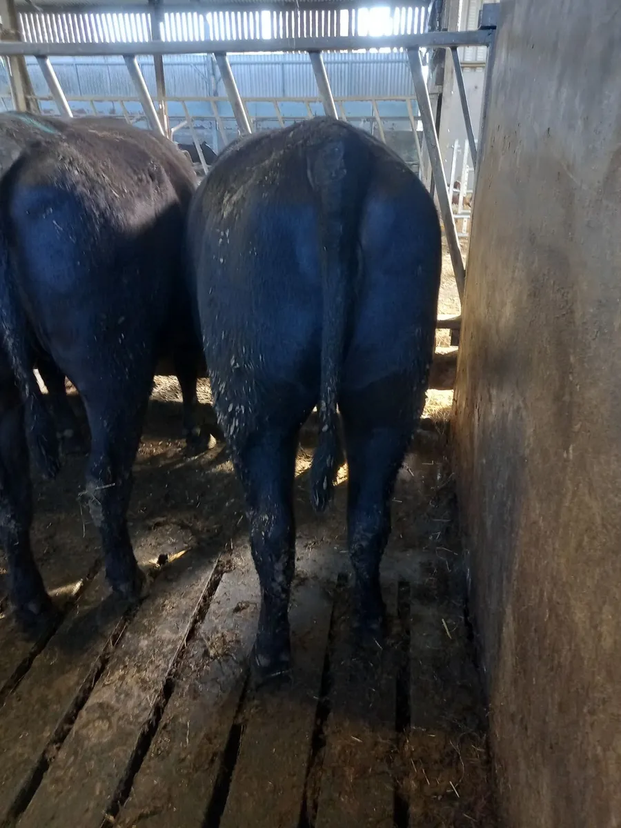 5 combred AAx heifers lot 168 B,C,D Athenry mart T - Image 4