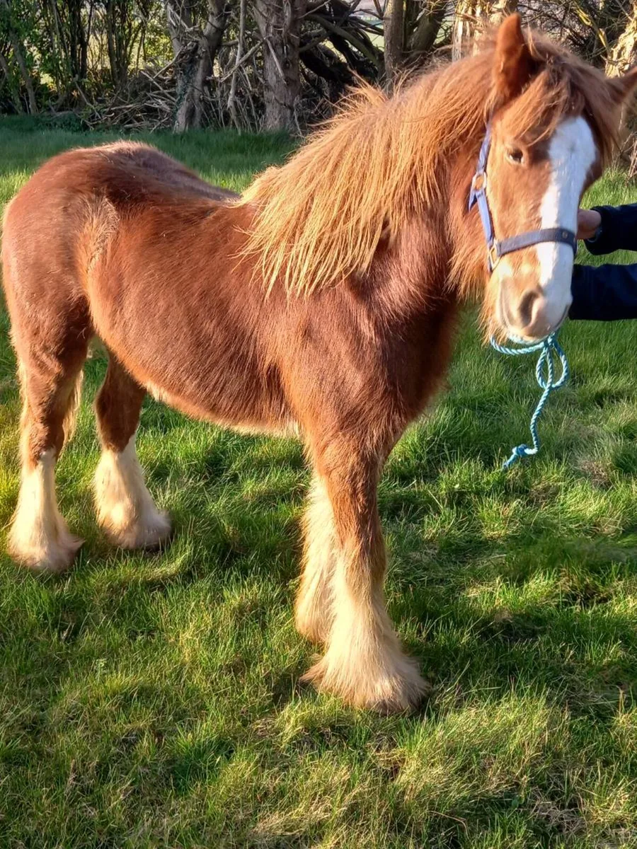 Ballydangan Khan Do bred  colt foal - Image 1