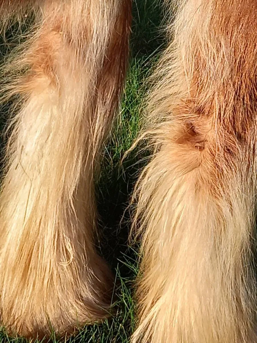 Ballydangan Khan Do bred  colt foal - Image 2