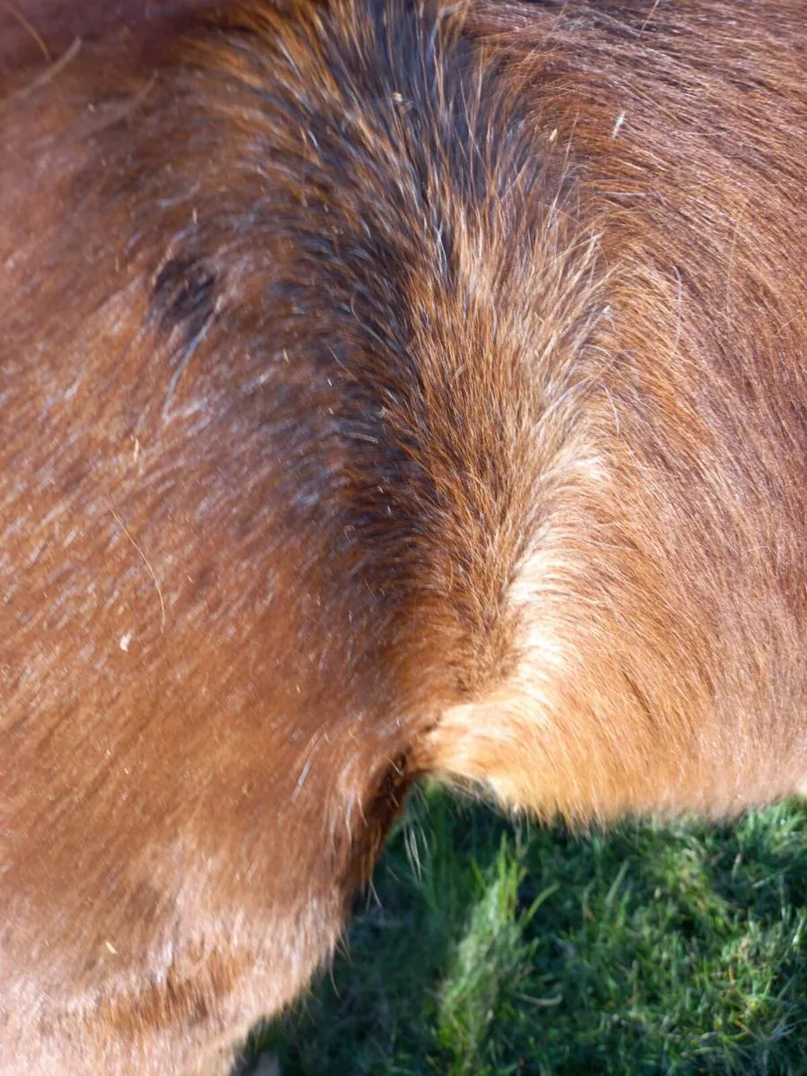 Ballydangan Khan Do bred  colt foal - Image 3