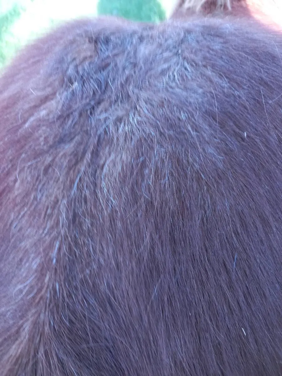 Ballydangan Khan Do bred  colt foal - Image 4