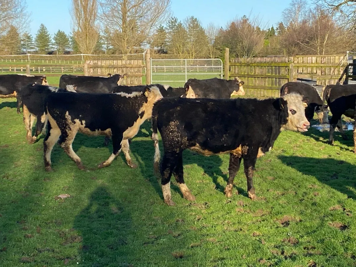 22 Whitehead Heifers 330kg @ Lissava - Image 2