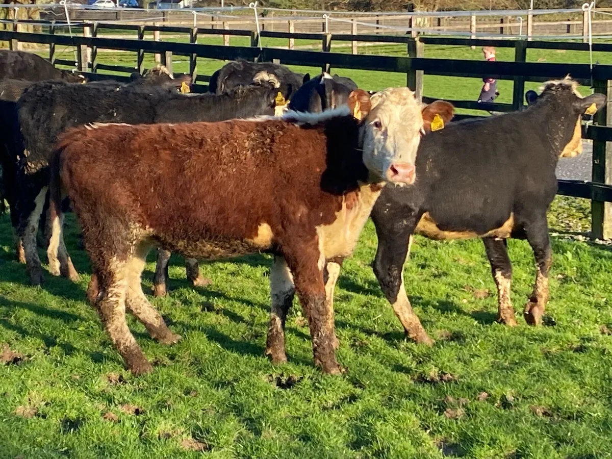 22 Whitehead Heifers 330kg @ Lissava - Image 3