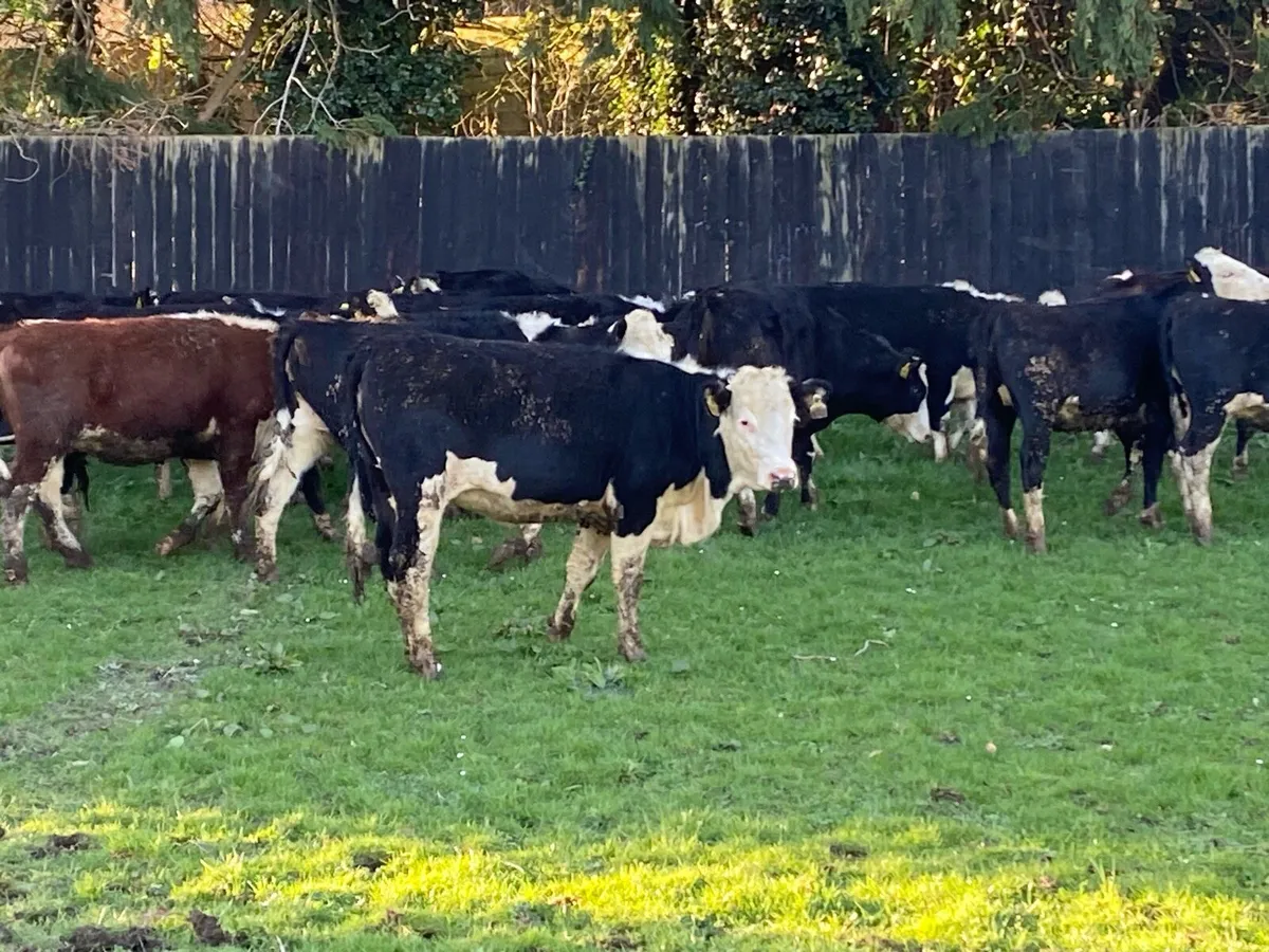 22 Whitehead Heifers 330kg @ Lissava - Image 4