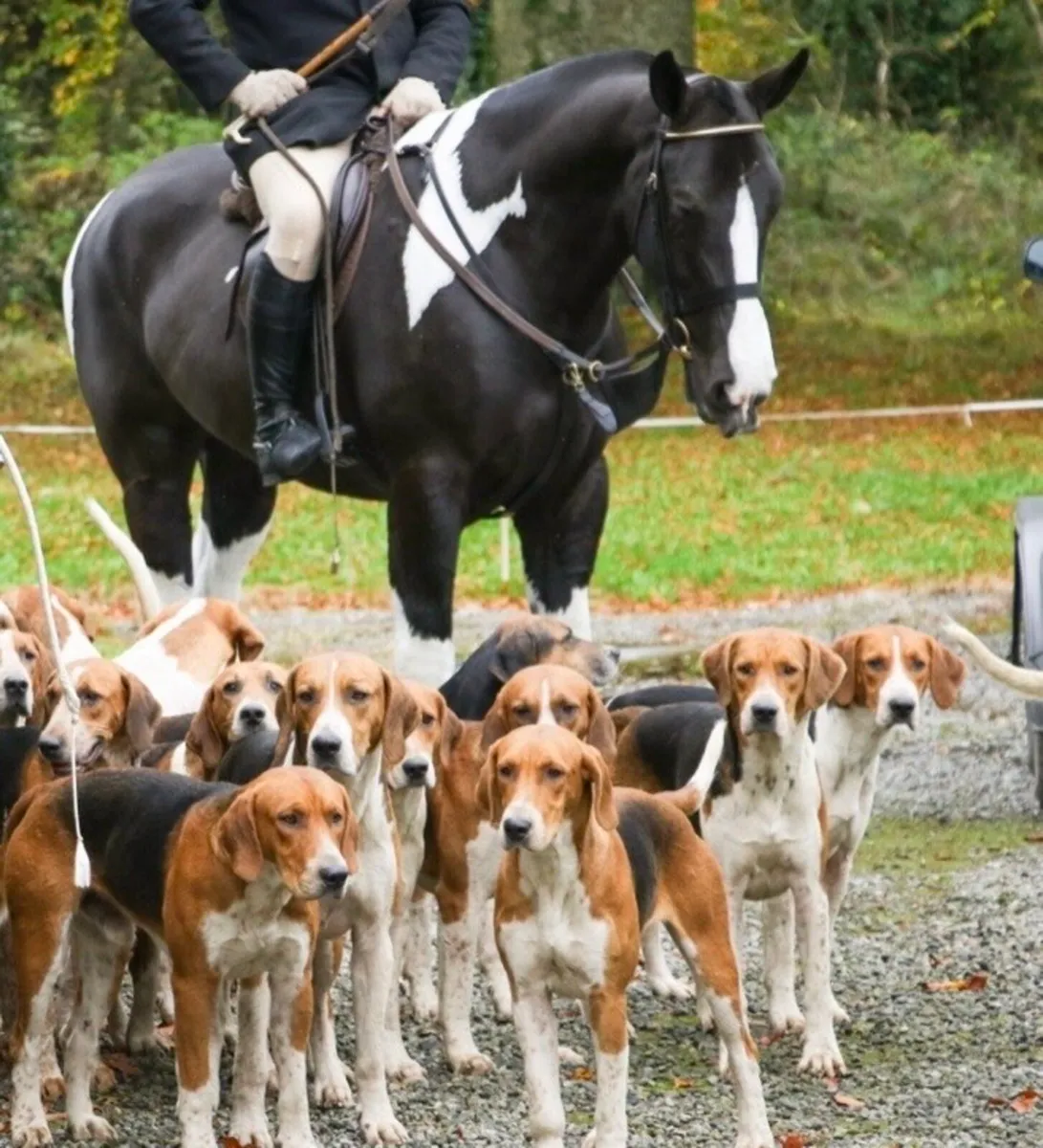 Exceptional 5 yr old coloured gelding. - Image 1