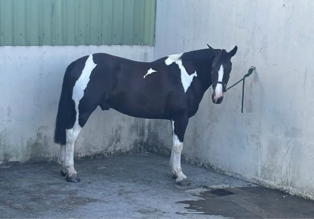 Exceptional 5 yr old coloured gelding. - Image 2