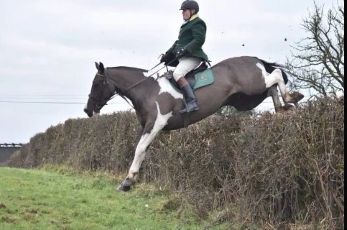 Exceptional 5 yr old coloured gelding. - Image 3