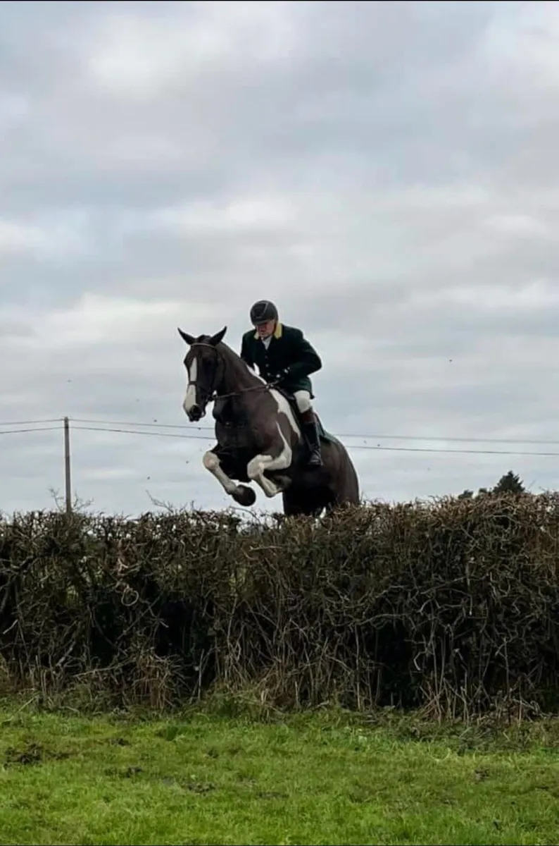 Exceptional 5 yr old coloured gelding. - Image 4