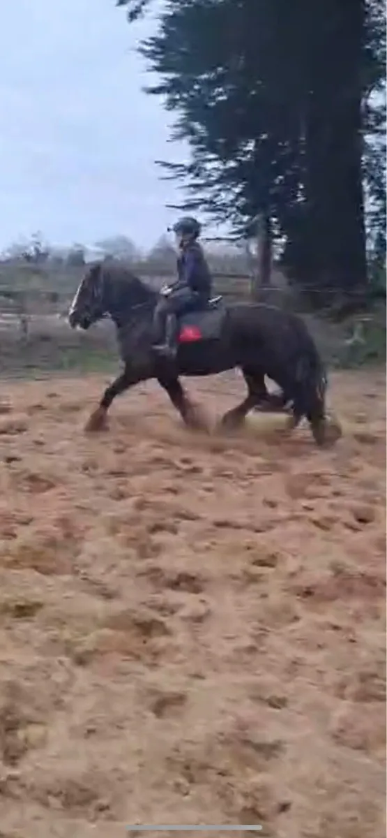 Quality black cob - Image 4