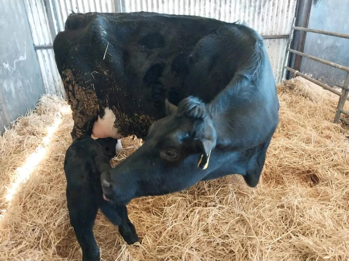 Cow's and calves - Image 4