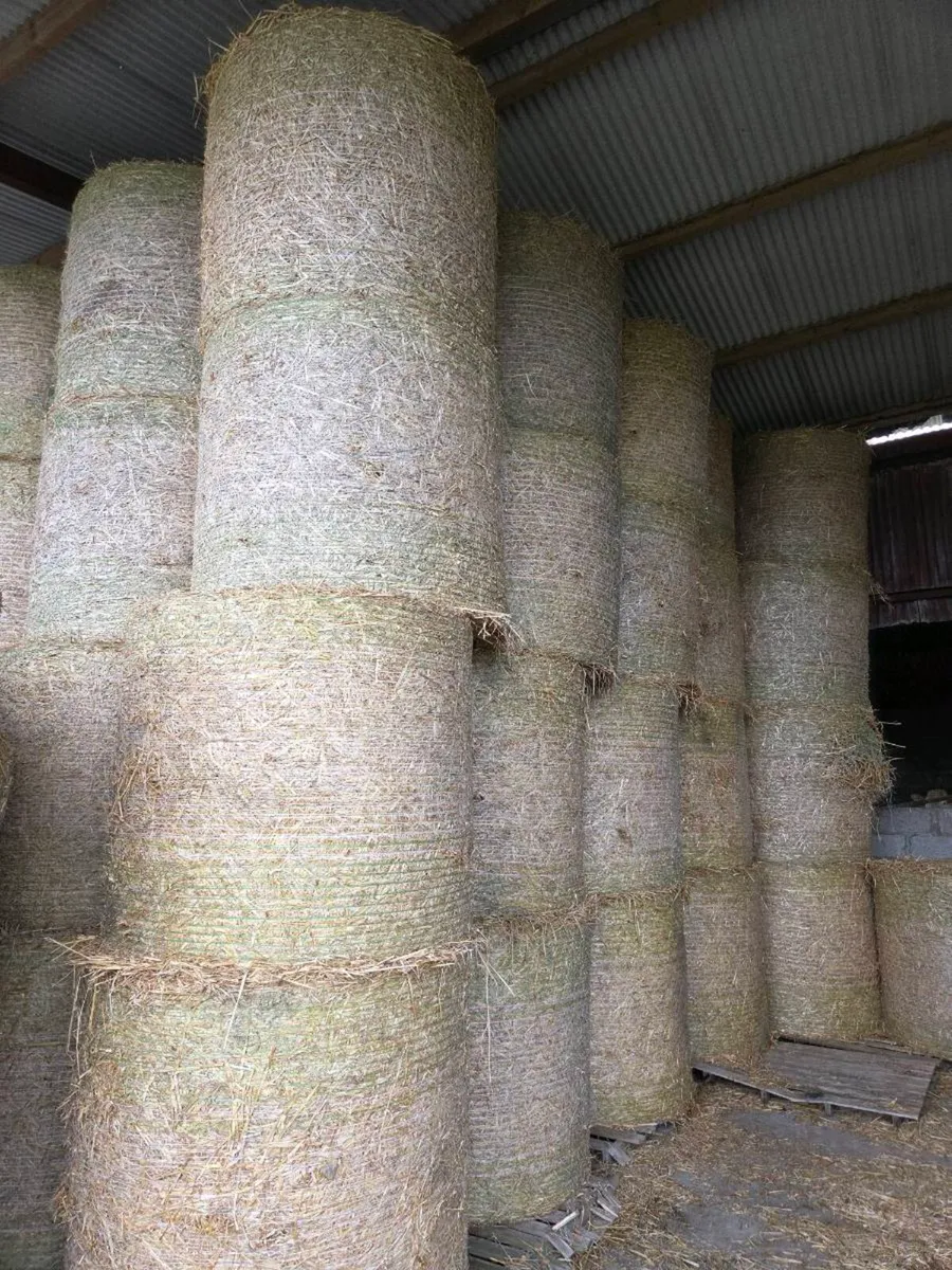 Wheaten and Oaten straw - Image 2