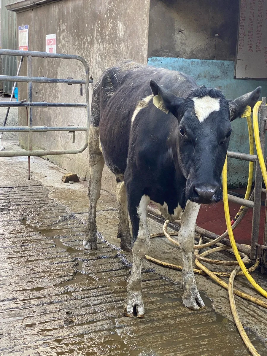 4 Fresh Calved Heifers - Image 3