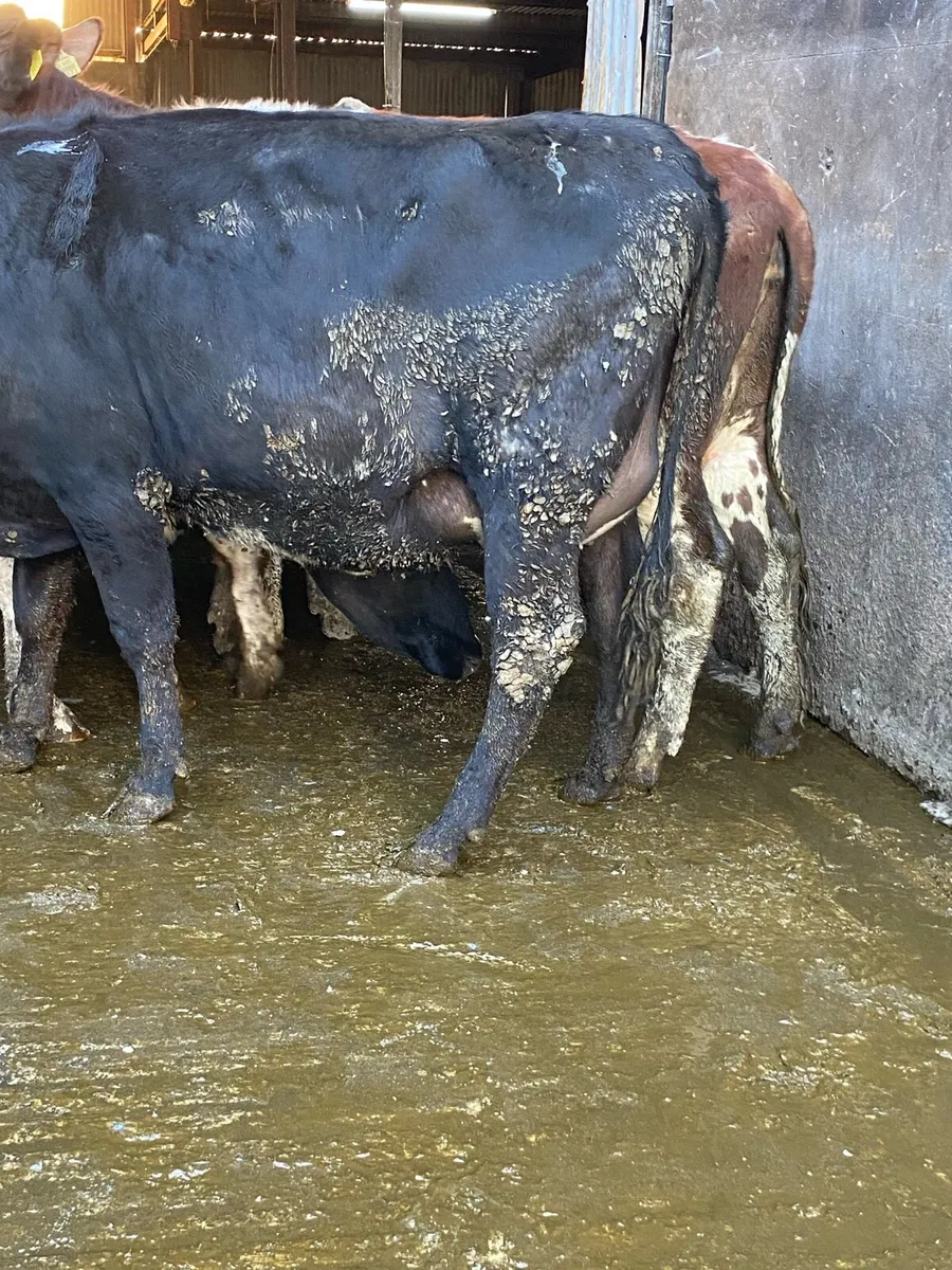 4 Fresh Calved Heifers - Image 1