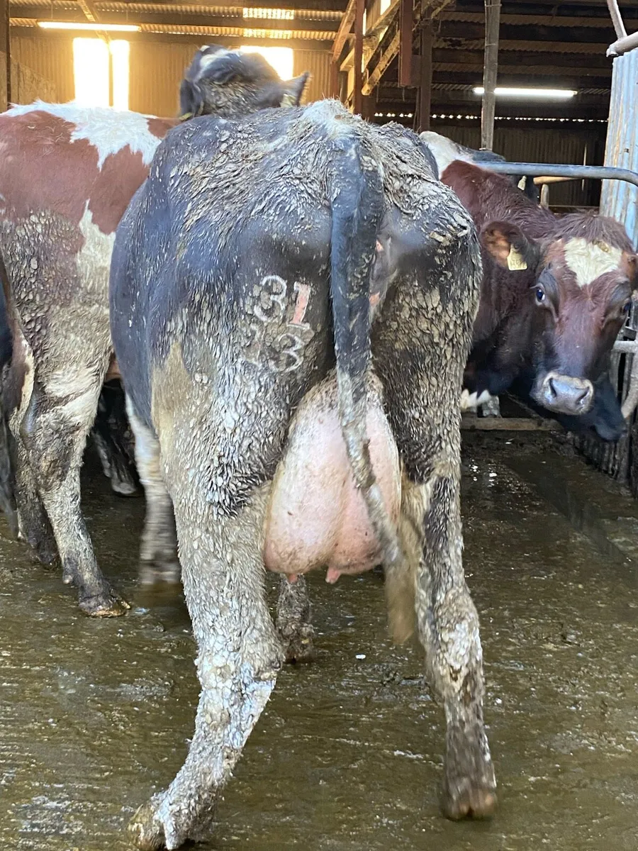 4 Fresh Calved Heifers - Image 4